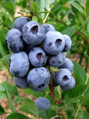 Голубика садовая (Vaccinium corymbosum `Bluegold`) - Голубика - Кустарники  - Каталог - LESKOVO-PITOMNIK.ru