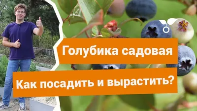 Голубика садовая Блюкроп купить в Москве саженцы из питомника Greenpoint24