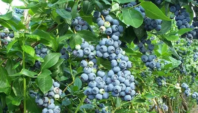 Купить Голубика садовая \"Блюголд\" (Vaccinium corymbosum 'Bluegold') от 999  руб. в интернет-магазине Архиленд с доставкой почтой по Москве и в регионы