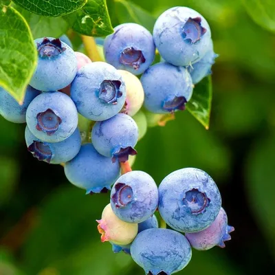 Голубика садовая (Vaccinium corymbosum `Чандлер`) - Голубика - Кустарники -  Каталог - LESKOVO-PITOMNIK.ru