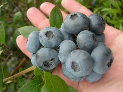 Голубика садовая Bluecrop » питомник растений \"Волшебный сад\"