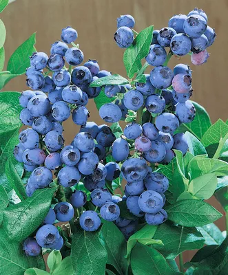 Голубика садовая (Vaccinium corymbosum Patriot) 4 года С5 | Питомник  растений Сосны