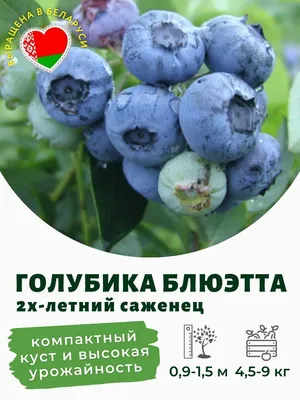 Голубика садовая Bluecrop (Блюкроп) горшок С2 купить в Садовом Дворике с  доставкой по России и СНГ