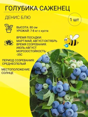 Голубика садовая \"Bluegold\" 90-120 cм - Голубика садовая \"Bluegold\" 90-120  cм