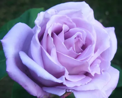 Чайно-гибридная роза сорта Голубой нил