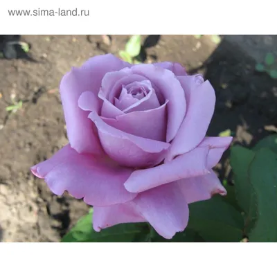Роза чайно-гибридная Голубой Нил (Blue Nile) купить в Украине с доставкой |  Цена в Svitroslyn.ua