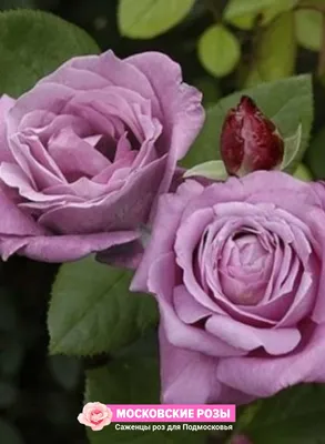 Чайно-гибридная роза сорта Голубой нил
