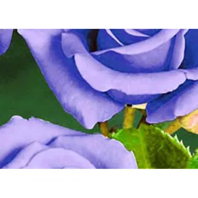 Саженец розы Голубой Нил, Весна 2024, 1 шт. (2865006) - Купить по цене от  496.00 руб. | Интернет магазин SIMA-LAND.RU