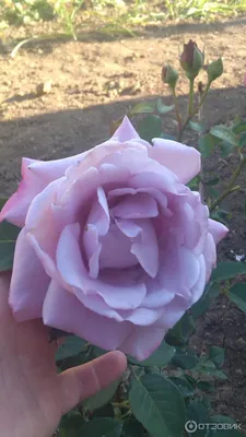 Как вырастить одну из самых известных в мире роз \"голубого\" цвета -«Голубой  Нил» . | Люблю дачу. | Дзен