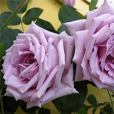 Роза «Голубой Нил» (чайно-гибридная) - Питомник Веселый Садовник