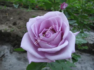 Роза чайно-гибридная Голубой Нил – купить в питомнике Дирижер Сада