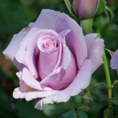 Отзыв о Кустовая роза \"Голубой Нил\" | Великолепная роза!