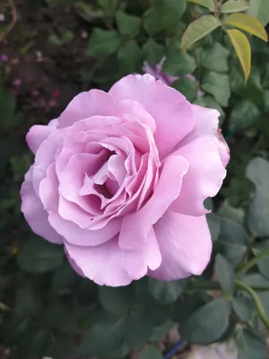 Саженец розы чайно-гибридная 'Голубой Нил'/Rose hybrid tea 'Blue Nile' C6 —  цена в Оренбурге, купить в интернет-магазине, характеристики и отзывы, фото