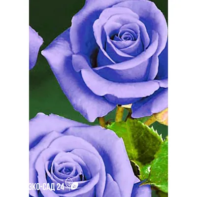 Роза «Голубой Нил» (чайно-гибридная) - Питомник Веселый Садовник