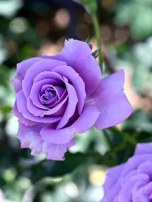 Роза 'Голубой Нил' - цветение, особенности ухода. Фотографии