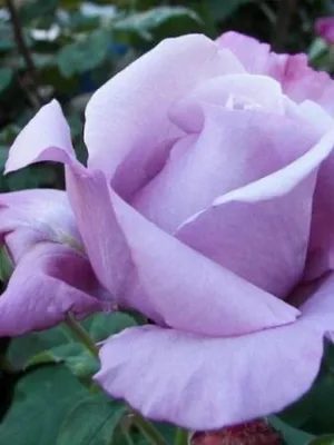 Роза Голубой Нил (Однолетний, ОКС) - купить Розы чайно-гибридные в Киеве и  Украине, выгодная цена Роза Голубой Нил в интернет-магазине Agrostore ТМ  (Агростор)