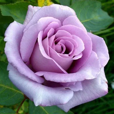 Чайно-гибридная роза сорта Голубой нил (ID#765687905), цена: 128 ₴, купить  на Prom.ua