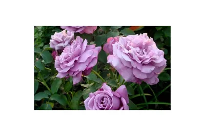 Роза на штамбе Голубой Нил (Blue Nile) высота 1-1.2 м купить в Украине с  доставкой | Цена в Svitroslyn.ua