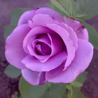 Роза голубой нил