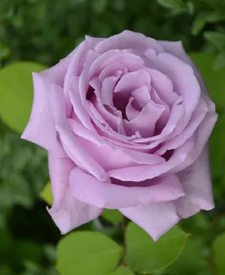 Это очаровательный сорт роз, который отличается великолепными цветами и  умеренным ароматом. | Питомник Цветов | Дзен