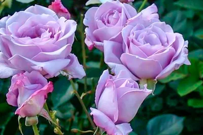 Голубой Нил Nile Blue. Вернисаж одной розы. | Про розы, сад и путешествия |  Дзен