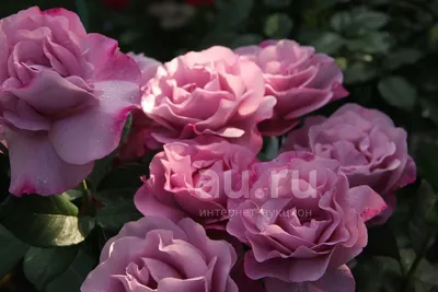 Photo \"Bud of pale-purple rose Blue Nile.\" :: PhotoStart - amateur photo  site | Цветы, Красивые розы, Фиолетовые розы