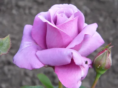 Роза Голубой Нил – купить в Алматы по цене 1100 тенге – интернет-магазин  Леруа Мерлен Казахстан