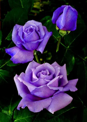 Роза чайно-гибридная Голубой Нил (Blue Nile) саженцы с ЗКС. Купить от 800  руб. в Москве - питомник Московские Розы