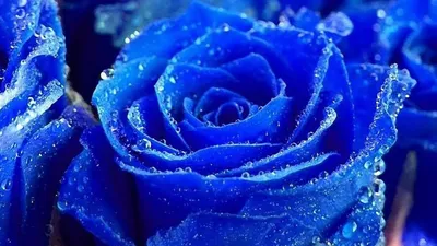 Саженцы розы голубой нил купить в Москве по цене от 690 рублей