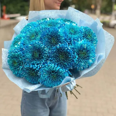Голубые хризантемы фото