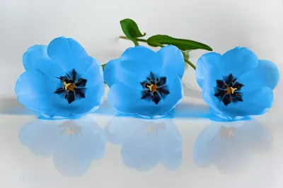 Тюльпан Махровый Голубой (Tulipa Double Blue) - Тюльпаны Махровые - Тюльпаны  - Луковичные - Каталог - Kamelia-gardens.ru