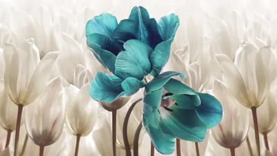 Тюльпан синий купить в Саратове, Энгельсе | Интернет-магазин Julia-Flower