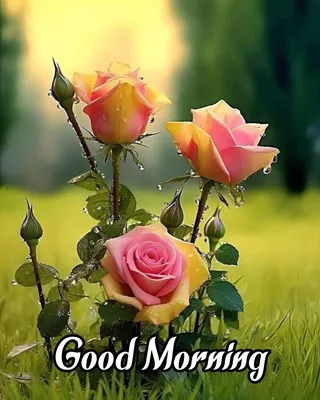 Pin by Lavanya N on Gd mrg messages | Good morning flowers pictures, Good  morning flowers quotes, Good morning roses