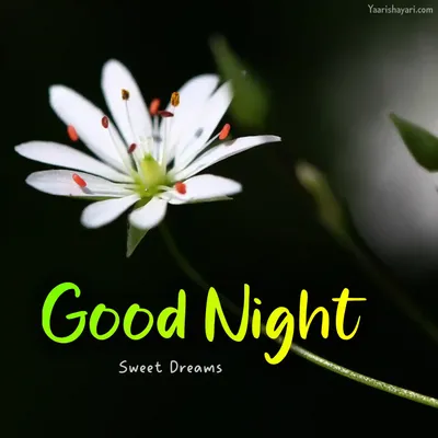 123+ Beautiful Sweet Dreams Nature Good Night Images, photo (2023) -  MorningLif