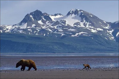 Великолепные обои с изображением Горы три медведя