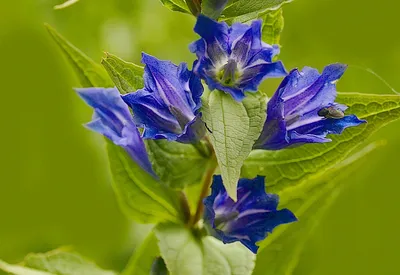 Фото Горечавки: красивые картинки для вашего экрана