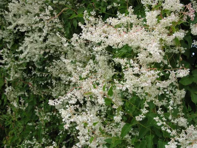 Горец бальджуанский, Polygonum baldschuanicum, цена, купить, Киев, уход,  посадка, описание, фото.