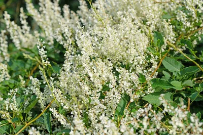 Polygonum aubertii-Горец Ауберта. | sadko.by