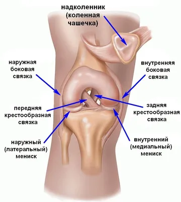 Повреждения и разрывы менисков — Травмаорто