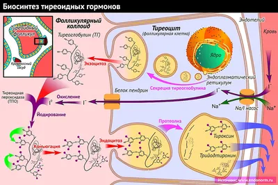 Как гормоны влияют на нашу внешность.? — Многопрофильная клиника  Н.Березиной Ульяновск