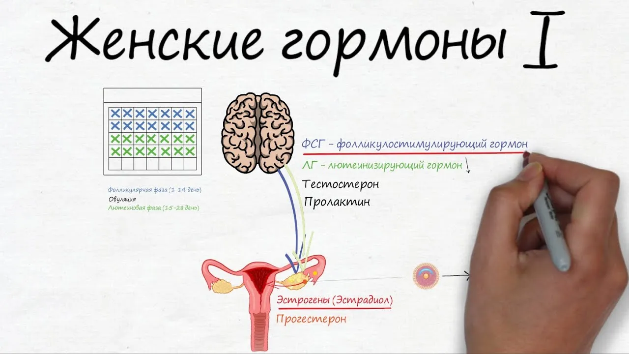 Гормоны Женские Купить Недорого Саратов