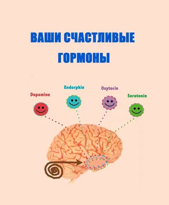 Как гормоны управляют нашим аппетитом и пищевым поведением