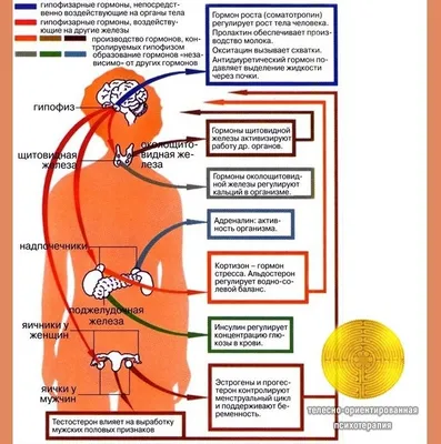 Гидрофильные гормоны / Биохимия