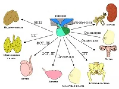 Липофильные гормоны