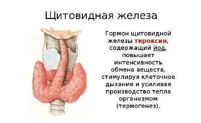 Что такое гормоны - различные типы и их функции