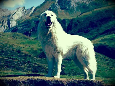 Пиренейская овчарка (Great Pyrenees Dog) - умная, активная и выносливая  порода собак. Фото, описание, отзывы.