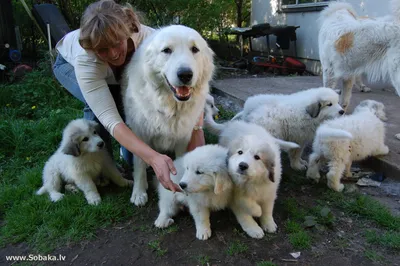 Пиренейская овчарка (Pyrenean Mountain Dog) (Породы собак) пиренейская  горная собака, пиренейская собака, пиренейская горная собака фото, пиренейская  горная собака купить, щенки пиренейской горной собаки Энциклопедия о  животных EGIDA.BY