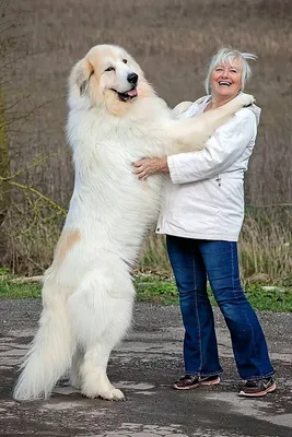 Пиренейская Горная Собака Щенок / Puppy Great Pyrenees, Donik Style  Charutti!) | Этот обалденный парень Пиренейской Горной Собаки может стать  не только надёжным охранником, но и самым преданным, мыслящим другом для  того,