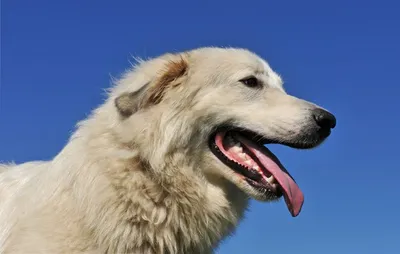 Каталог пород собак. Большая пиренейская горная собака.Pyrenean Mountain  Dog, Great Pyrenees. - YouTube