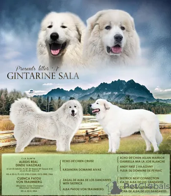 Pyrenean Mountain Dog - Пиренейская горная собака | Big dog breeds, Great  pyrenees dog, Giant dog breeds